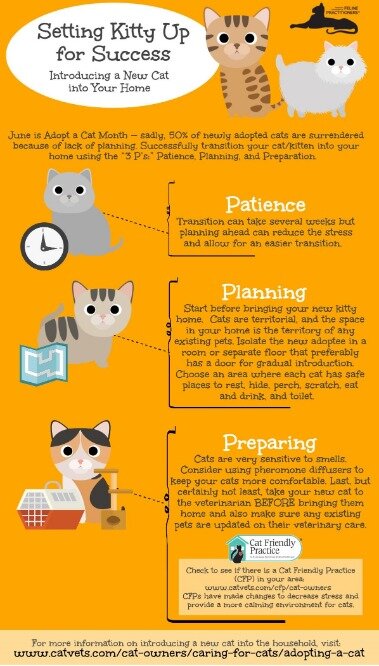 cat infographic