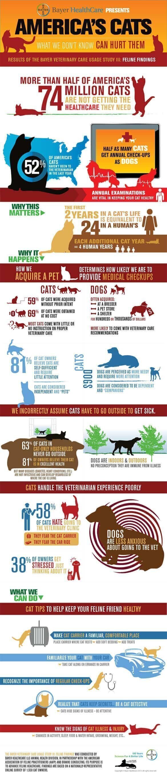 cat infographic