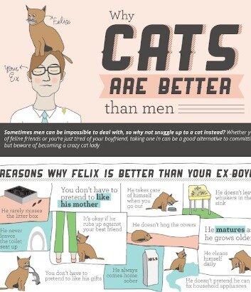 cat infographic